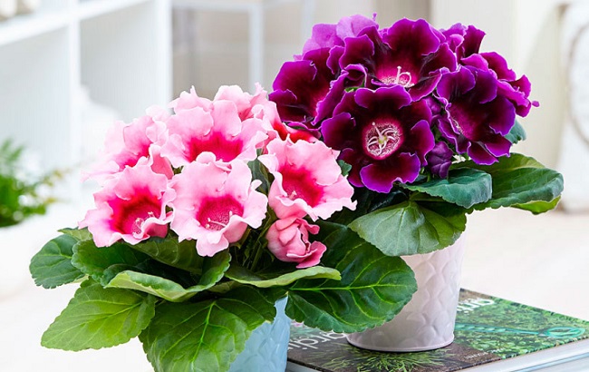 Ці кімнатні рослини категорично заборонено тримати в дитячій кімнаті