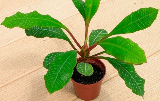 Ці кімнатні рослини категорично заборонено тримати в дитячій кімнаті