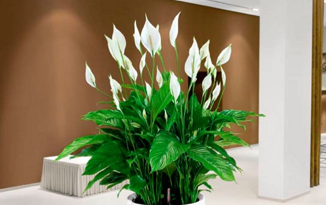 Ці кімнатні рослини приносять здоров'я в кожен дім