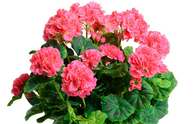 Ці кімнатні рослини приносять здоров'я в кожен дім