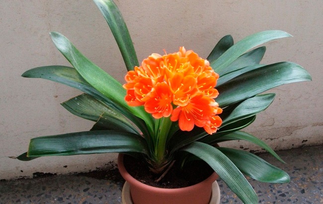 Ці кімнатні рослини приносять здоров'я в кожен дім