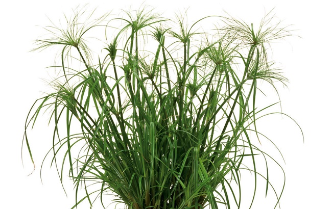 Ці кімнатні рослини приносять здоров'я в кожен дім