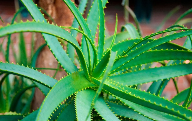 Ці кімнатні рослини приносять здоров'я в кожен дім