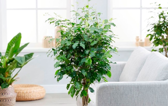 Эти комнатные растения изгоняют из дома болезни: полный список и фото