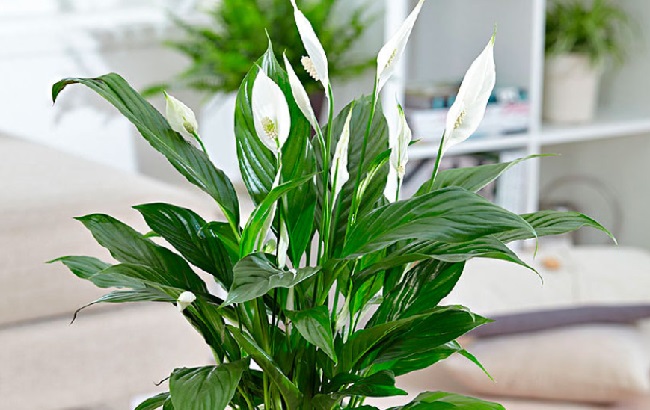 Эти комнатные растения изгоняют из дома болезни: полный список и фото