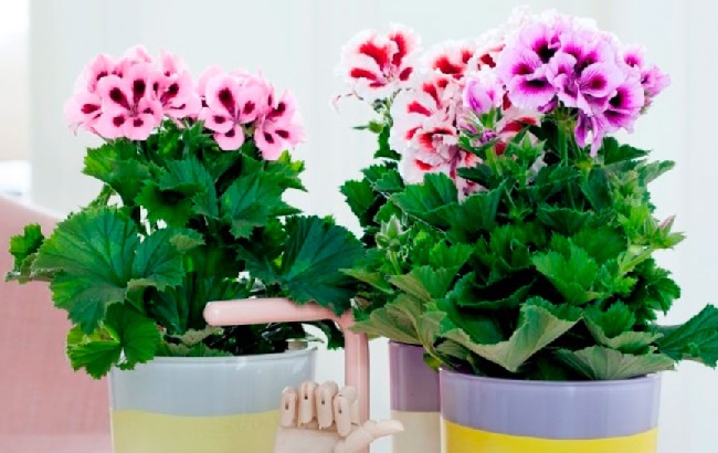 Эти комнатные растения изгоняют из дома болезни: полный список и фото