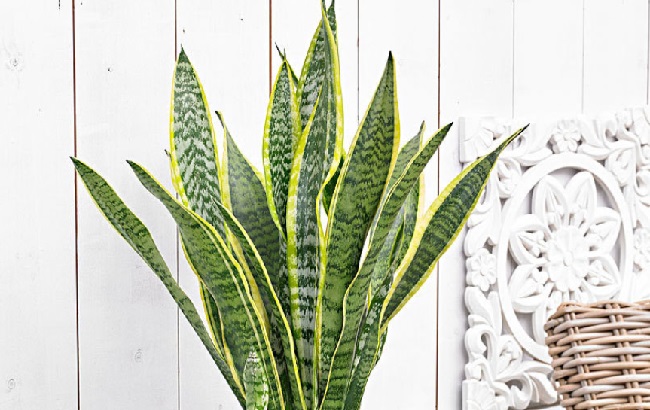 Эти комнатные растения изгоняют из дома болезни: полный список и фото