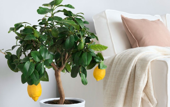 Эти комнатные растения изгоняют из дома болезни: полный список и фото