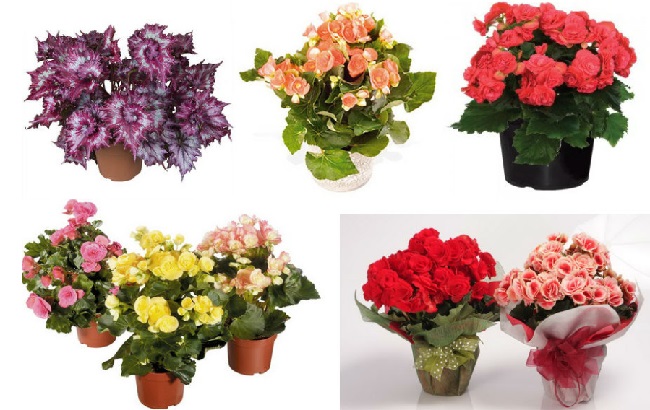 Эти комнатные растения изгоняют из дома болезни: полный список и фото