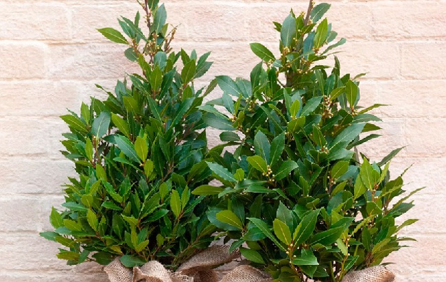 Эти комнатные растения изгоняют из дома болезни: полный список и фото