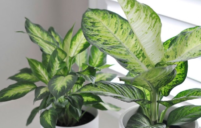 Эти комнатные растения изгоняют из дома болезни: полный список и фото
