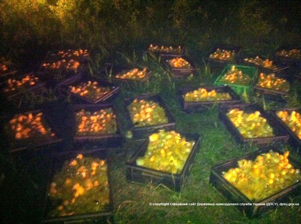 Пограничники пресекли контрабанду утят Пограничники пресекли контрабанду утят