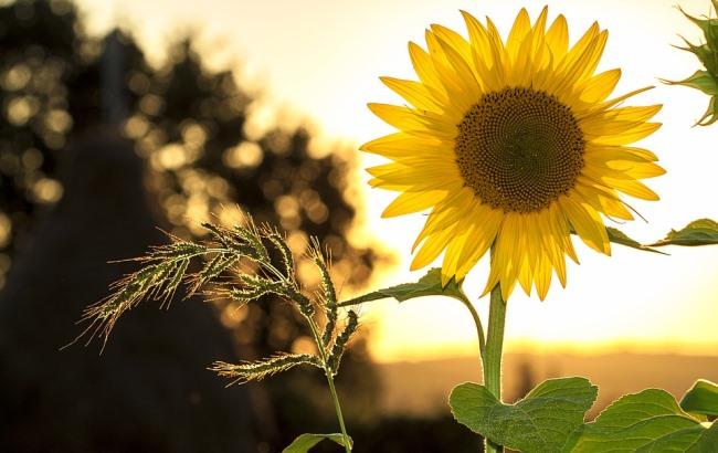 Підсумки дня: 22 травня