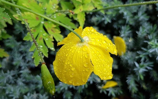 Підсумки дня: 6 липня