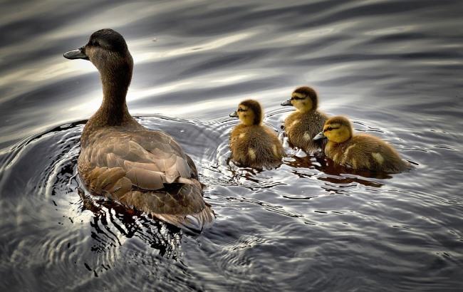 Підсумки дня: 18 липня
