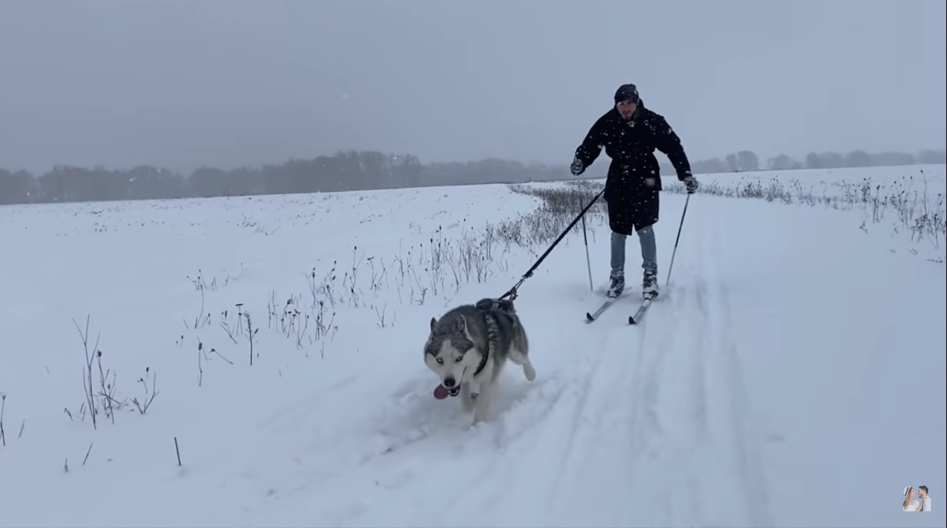 Катание в собачьей упряжке и настоящий вигвам: украинскую Лапландию показали на видео