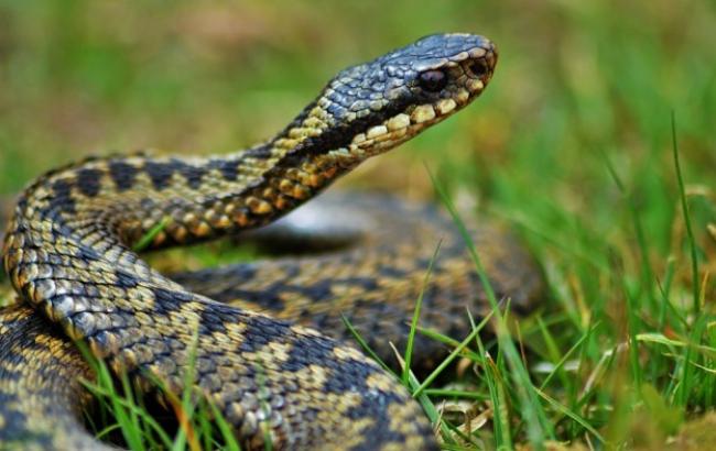 Что делать, если укусила змея: Супрун предупредила украинцев