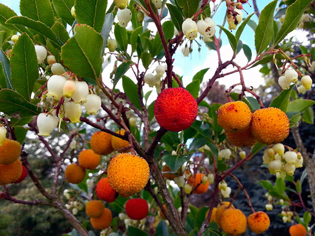 Лікарі назвали найкориснішу осінню ягоду: знижує цукор і холестерин