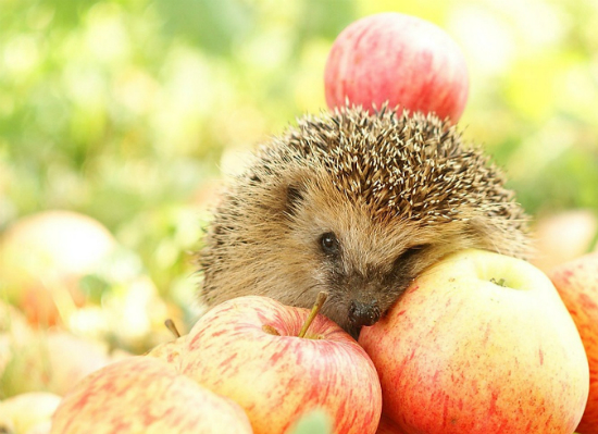 Коли Спас в 2019 році: дати, історія та традиції свята