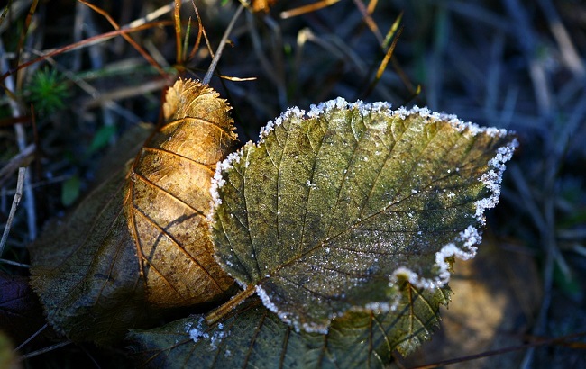 19 сентября начинаются заморозки