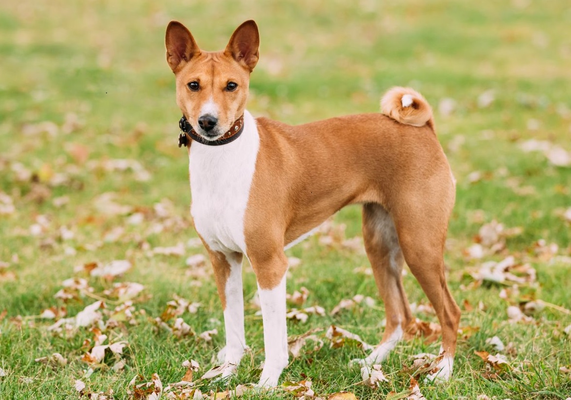 Не всі собаки можуть жити в квартирі: названі породи (фото)