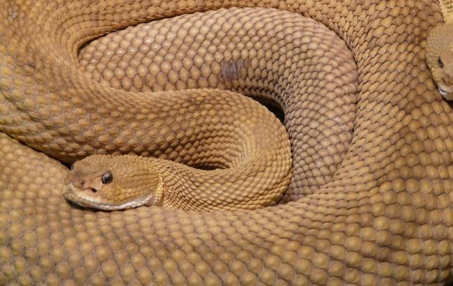 На Прикарпатті хлопчик потрапив до реанімації через укус змії