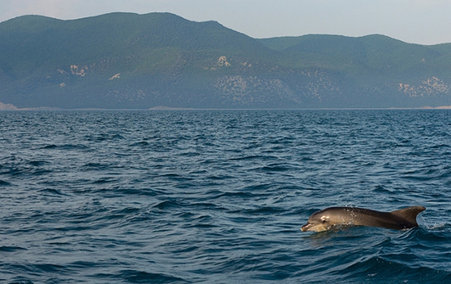 Ученые обнаружили неожиданную находку на дне Черного моря: что известно