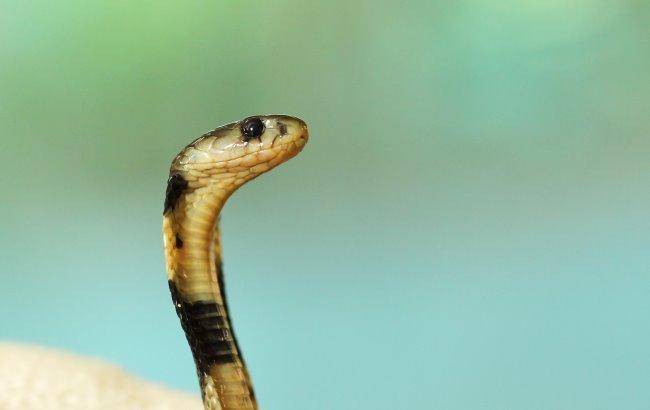 На Прикарпатті хлопчик потрапив до реанімації через укус змії