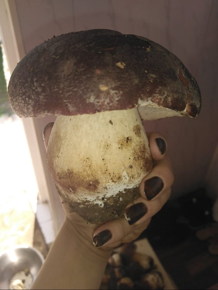 На Закарпатье стартанул грибной сезон: люди уже нашли гиганта (фото)