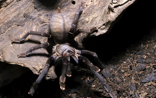 Під Києвом на жінку напав величезний чорний павук: усі подробиці