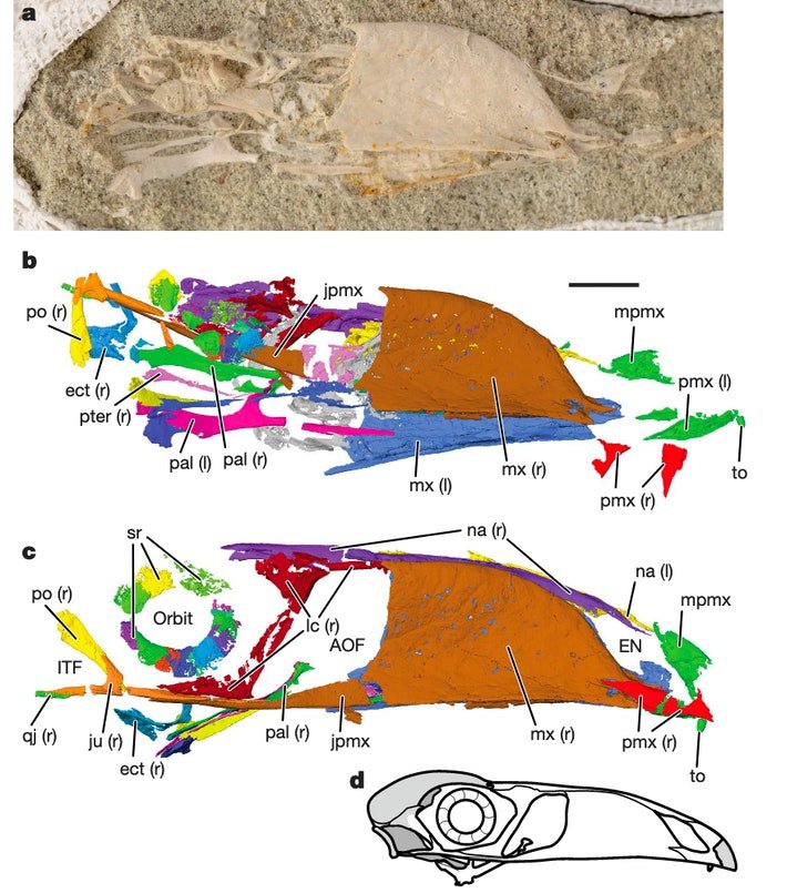 Вчені показали, як виглядала істота, яка жила 68 мільйонів років тому (фото)