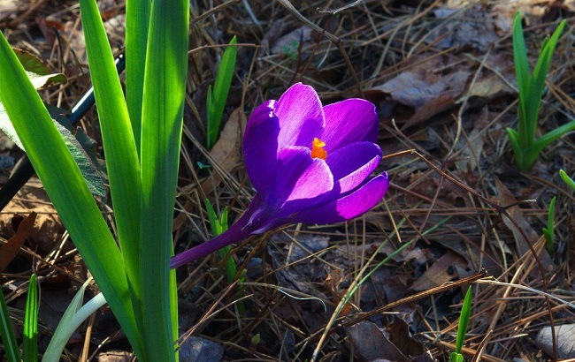 В День весеннего равноденствия начинается настоящая весна
