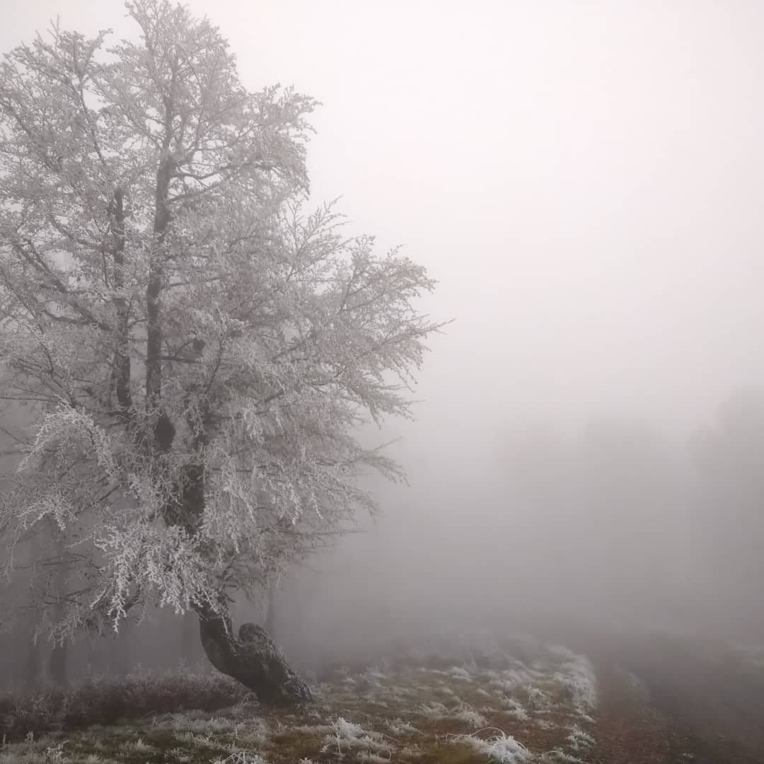 Гори потопають у туманах і снігу: неймовірна краса Карпат
