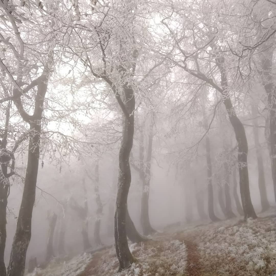 Гори потопають у туманах і снігу: неймовірна краса Карпат