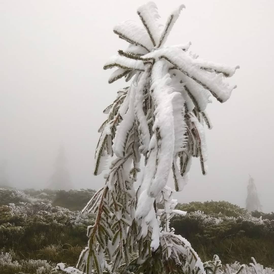 Гори потопають у туманах і снігу: неймовірна краса Карпат
