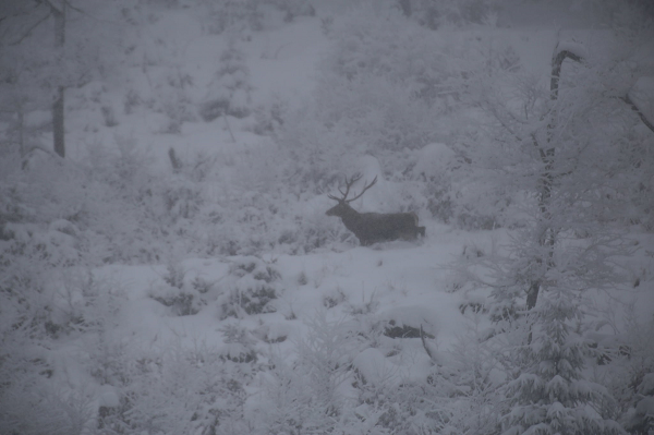 В заснеженных Карпатах на склоне "засекли" семью редких лесных жителей (фото)