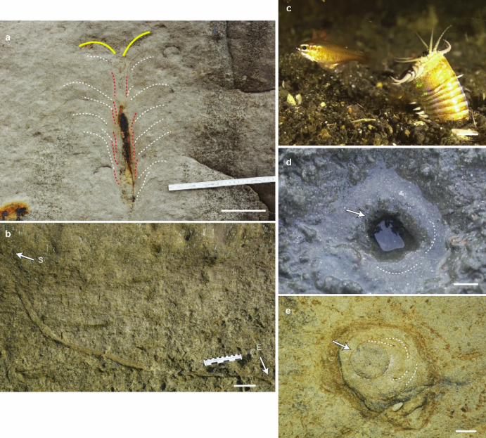 Вчені знайшли нору гігантського підводного хробака, який жив 20 млн років тому