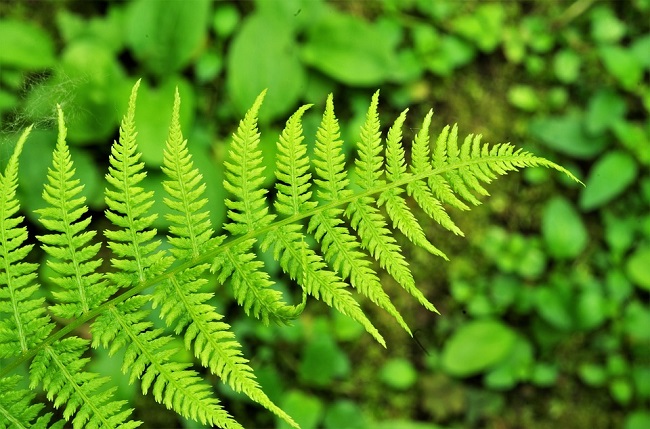 Папороть - символ свята Івана Купала 7 липня