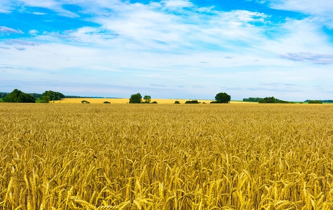 Цвета украинского флага символизируют чистое небо и плодородное поле