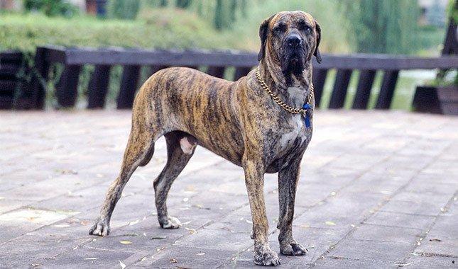 Не всі собаки можуть жити в квартирі: названі породи (фото)