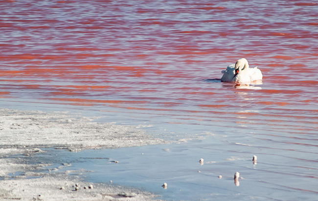 Найкрасивіше озеро України змінило колір: що сталося