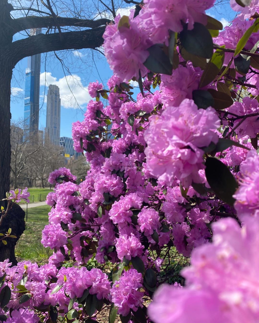 "А маска где?" Внучка Ротару прогулялась по опустевшему цветущему Нью-Йорку