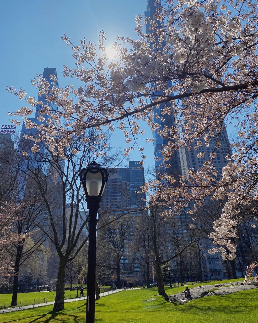 "А маска где?" Внучка Ротару прогулялась по опустевшему цветущему Нью-Йорку