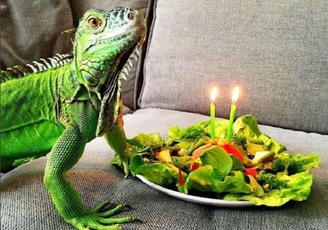 Домашняя игуана