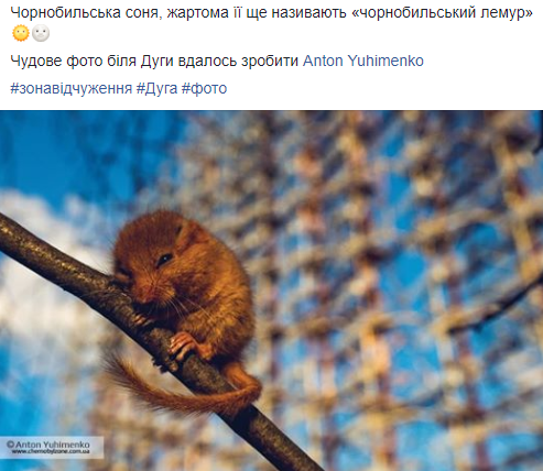Чорнобильський лемур: самий рідкісний звір потрапив на фото