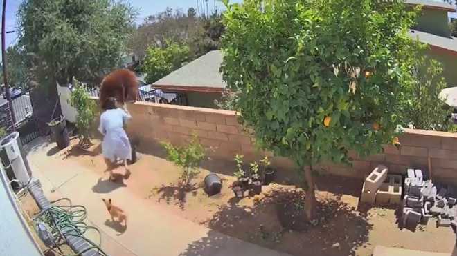 Дівчина, яка голіруч кинулася на ведмедя, вперше розповіла про наслідки "битви" (відео)