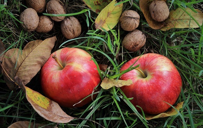 Ореховый Спас: что категорически нельзя делать, традиции и приметы