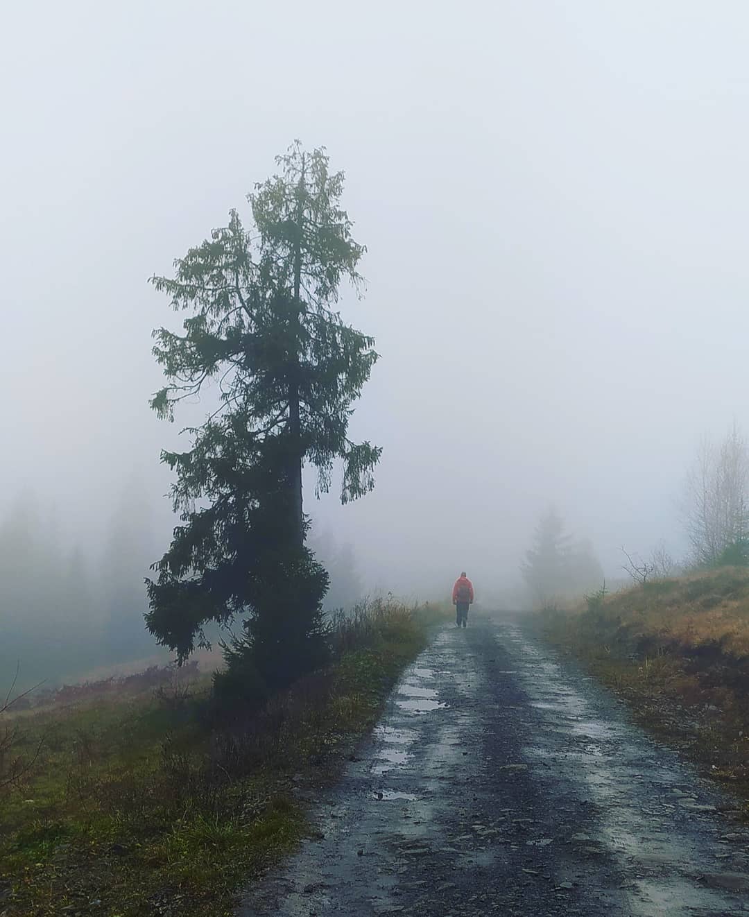 Гори потопають у туманах і снігу: неймовірна краса Карпат