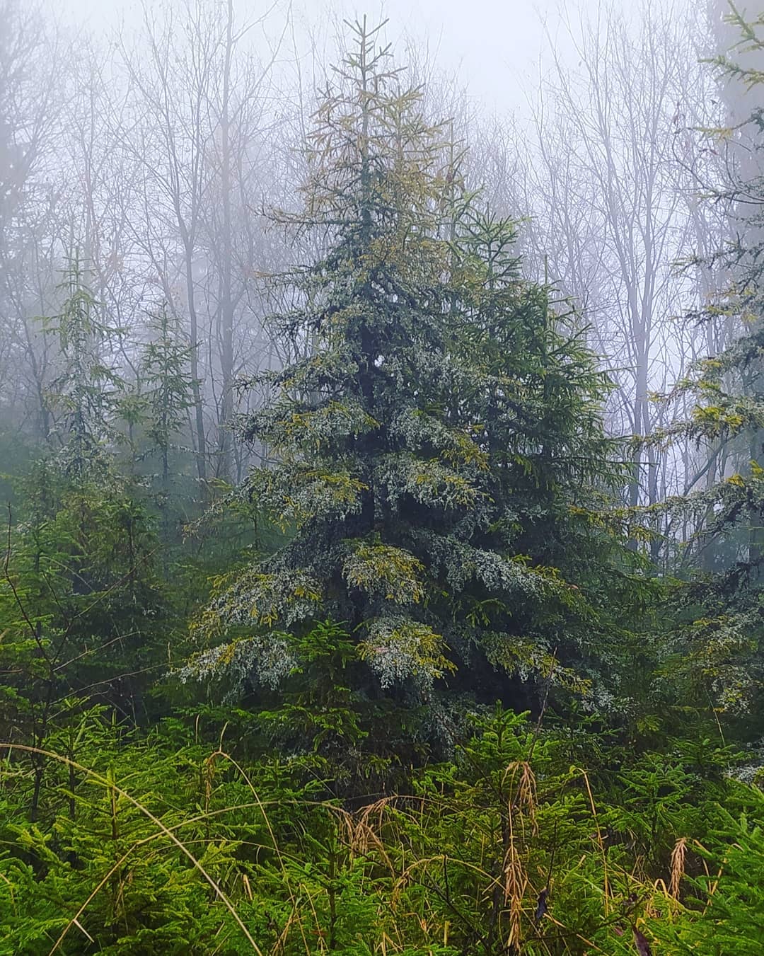 Гори потопають у туманах і снігу: неймовірна краса Карпат