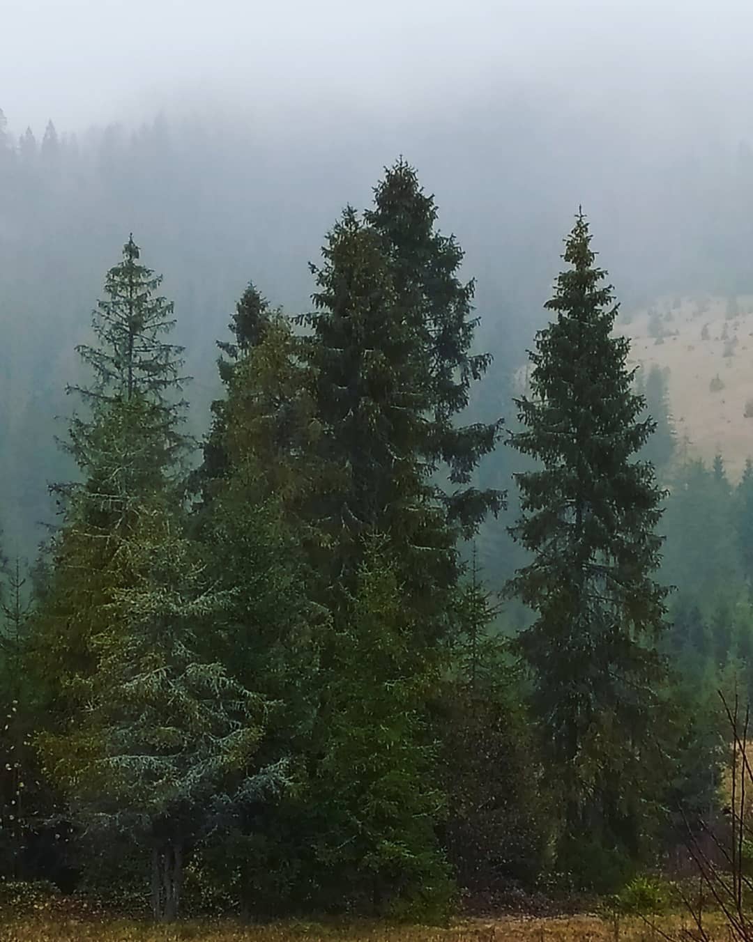 Гори потопають у туманах і снігу: неймовірна краса Карпат